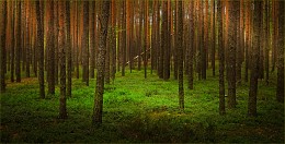 Магия леса / Лес Полоцкий район Беларусь