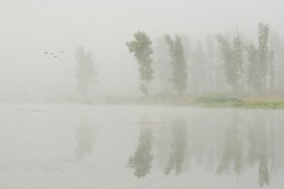 Летят утки / Россия. Тульская область. Ленинский район. Архангельское.