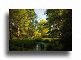 Заболоченная старица / Раннее утро. Пойма реки Неман.