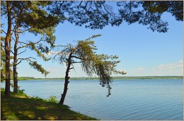 в тени сосен / минское море