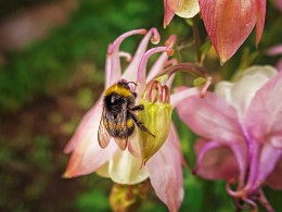Пчела / Макросъемка на природе
