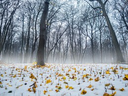 Времена года / ***