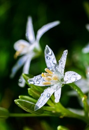 Ornithogalum / Птицемлечник