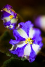 Химера / Фиалка