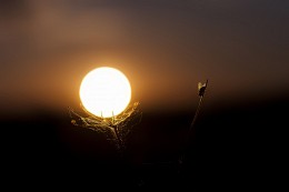 Магический шар / Солнце и муха
