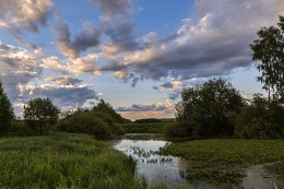 Зарастающий пруд. / ***