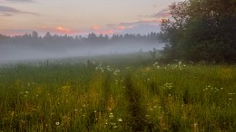 Туман после дождя... / Вологодчина