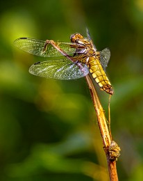 Odonata / Odonata или стрекоза