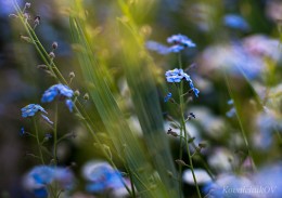 Блакитні мрії / квіти