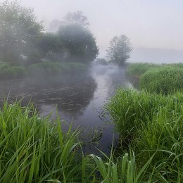 Туманное утро / Природа Беларуси