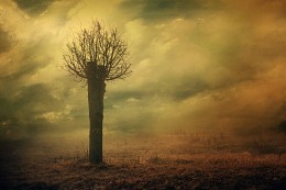 Одинокое дерево / Одинокое дерево в тумане утром с ранее
