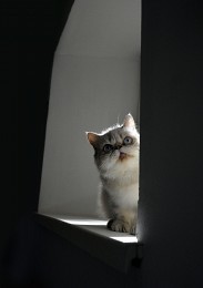 Котейка (Малевичу - нет!) / Любопытный кот