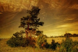 Сосновые поля / Одинокий сосны растут b полe Литвы