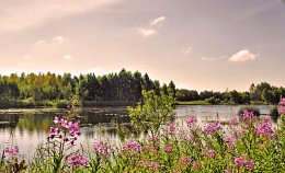 летняя картинка / река, лето, всё в цвету