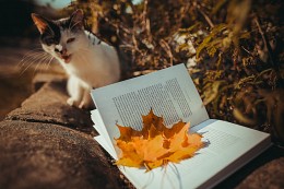 Забытые книги читают коты... / Осень, забытая книга, кот
