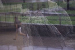 Спасайся кто может / Фотосерия "Зарисовки отражений во время шторма (сильные дождь и ветер)