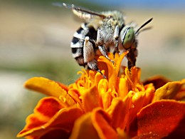 Bee on flower / ***