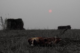 Утомленные солнцем / утомленные солнцем