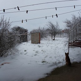 Грачи улетели / зима,пес,снег