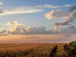 В лучах заката. / Вечер.Поле озимых.