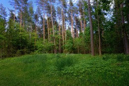 В лесу / Выру, Эстония
