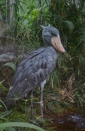КИТОГЛАВ / Китоглав или королевская цапля (лат. Balaeniceps rex) — птица из отряда аистообразных, единственный представитель семейства китоглавых (Balaenicipitidae). Очень крупная птица, её высота в среднем составляет 1,2 м, размах крыльев 2,3 м, а вес 4—7 кг. Обитает в тропических болотах Восточной Африки, где водятся двоякодышащие рыбы протоптеры — его главный корм.