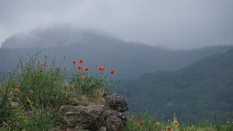Маки крепости Фуна / Крым, гора Демерджи, крепость Фуна.
