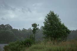 во время дождя / дерево на берегу во время летнего дождя