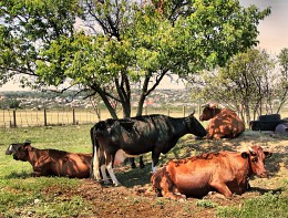 Сиеста / послеобеденный отдых