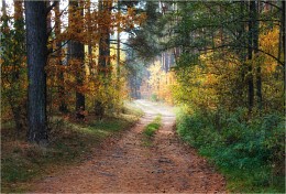 В осеннем лесу / Природа Беларуси