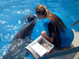 Три цвета: Синий / Miami Seaquarium, Florida, USA