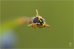 &amp;&amp;&amp; / Спящая пчела-кукушка на травине.