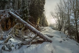 Лесной завал на дороге в горах. / В горах Абхазии.