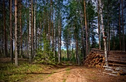 Вырубка / Заволжские леса