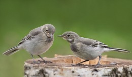 &quot;Не грусти, брат!...&quot; / птенцы трясогузки обыкновенной