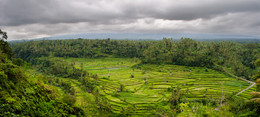 Рисовая плантация (Бали) / Рисовая плантация на о. Бали