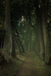 Путь в лес / Тропинка в лес через проспект