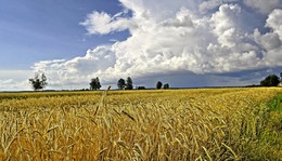 жытнёвае поле / август, зреющая нива