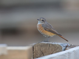 Портрет на закате / Обыкновенная горихвостка (Phoenicurus phoenicurus)