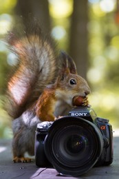 Белка-фотограф / Белка учиться пользоваться фототехникой