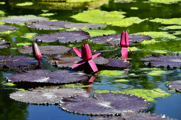 Красотки. / Водяные лилии.