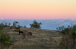 Лошадки на фоне персикового утра / Крым, горы, утро