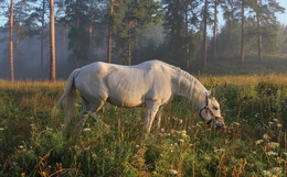 Белая лошадь / Видение на рассвете