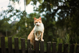 кошка на заборе / гелиос 44-6, кошка ,