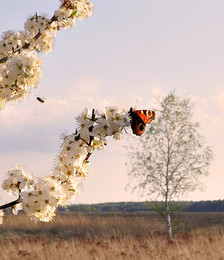 пора цветения / утро, вишня, пчелки