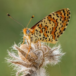 &nbsp; / Melitaea trivia