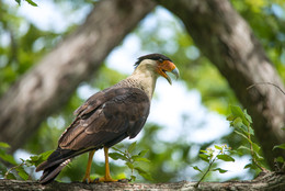 Crested Caracara / Large, long-legged raptor. Black cap with short crest at back. Pale sides of back and neck. Bare red skin on face. Black body. White tail with wide black tip. White patches at ends of dark wings. Faint barring on upper back and breast.

Caracara is a genus of birds of prey in the family Falconidae found throughout a large part of the Americas. They are part of a group collectively referred to as caracaras. The modern species in the genus Caracara were previously considered conspecific (as &quot;crested caracara&quot;, a name still widely used for the northern caracara) and were originally placed within the genus Polyborus.(Wiki)

Личные впечатления:
Сьёмка сделана в Коста Рике в районе Самары ранним летом
Конечно впервые увидев интересный вид птиц был очень впечатлён и конечно не хотелось впугнуть,
кто знает повезёт ли еще раз с ней повстречаться ,так кстати и получилось, следущая встреча была довольно короткой:
пара сидела на земле и близко не подпустила . Всё-таки на ветвях деревьев Caracara чуыствует себя более уверенно )))