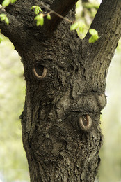 Ты кто? / Обычные деревья фантазия превращает в могучих лесных великанов, в умудрённых опытом хранителей древних секретов ... Прогулки по липовой аллее.