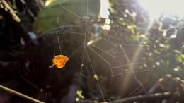листик в паутине / лист в паутине на фоне солнца