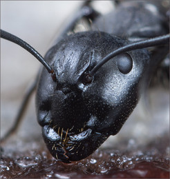 Портрет муравья / лесной муравей.